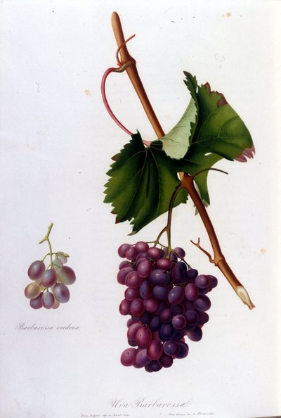 Czarne winogrona. Grawerowanie z XIX wieku. autorstwa Unknown artist