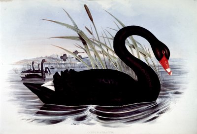 Czarny łabędź (cygnus atratus) - z Birds of Australia J. Goulda, początek XIX wieku. autorstwa Unknown artist