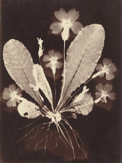 Fotogram botaniczny autorstwa Unknown Artist