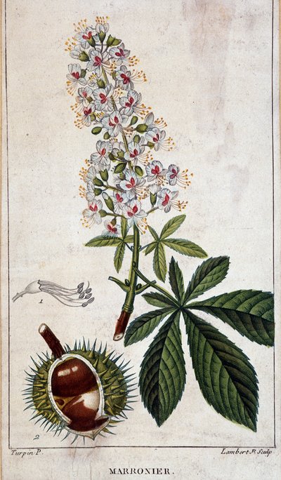 Deska botaniczna - Kwiaty, liście i owoce kasztanowca autorstwa Unknown artist