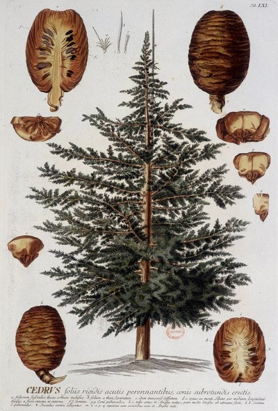 Deska botaniczna: Cedr. b.d. 19 wiek. autorstwa Unknown artist