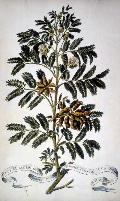 Tablica botaniczna: Mimoza. Zielnik z XIX wieku. autorstwa Unknown artist