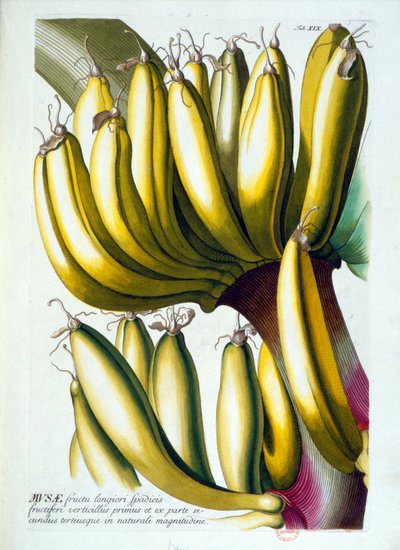 Deska botaniczna: dieta z bananów. b.d. 19 wiek. autorstwa Unknown artist