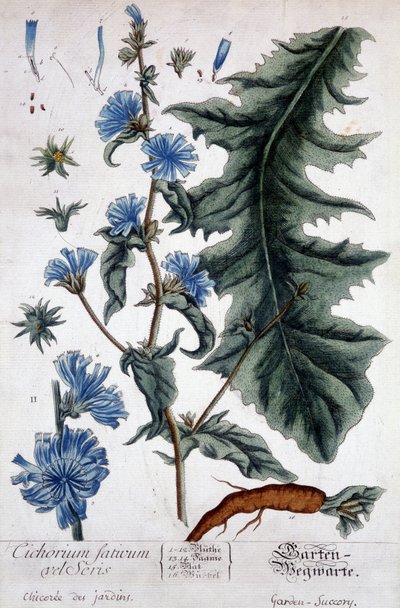 Deska botaniczna: Cichorium factivum velseris (chicoree ogrodów). autorstwa Unknown artist
