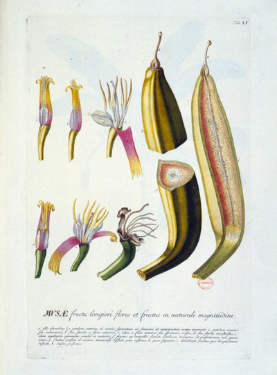 Deska botaniczna: kwiaty i cięcie bananów. b.d. 19 wiek. autorstwa Unknown artist