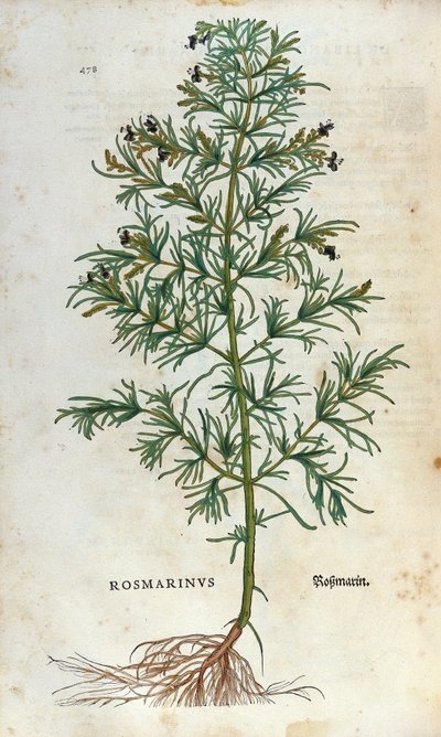 Deska botaniczna: rozmaryn (rosmarinus). Zielnik Lheonarda Fuchsa, „Historia Stirpium”, Bale autorstwa Unknown artist