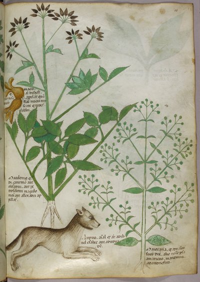 Botaniczna ilustracja rośliny i wilka. autorstwa Unknown artist