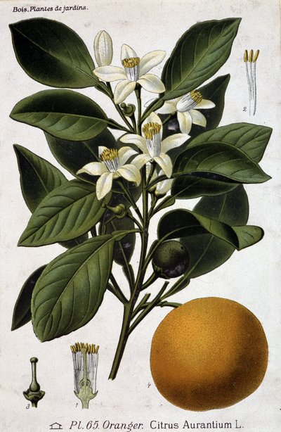 Gałąź, kwiat i owoc pomarańczy - deska botaniczna autorstwa Unknown artist