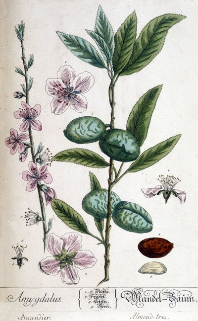 Gałąź, kwiat i owoc migdałowca - deska botaniczna autorstwa Unknown artist