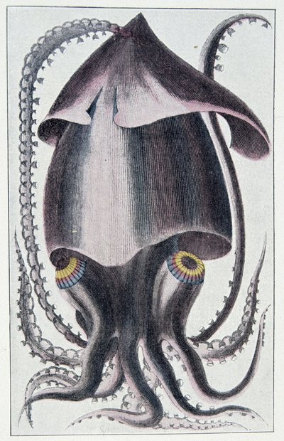Kałamarnica brazylijska - według Denysa Montforta w „Ogólnej i osobliwej historii naturalnej mięczaków”, Paryż autorstwa Unknown artist