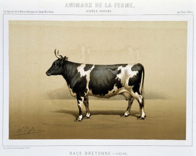 krowa bretońska autorstwa Unknown artist