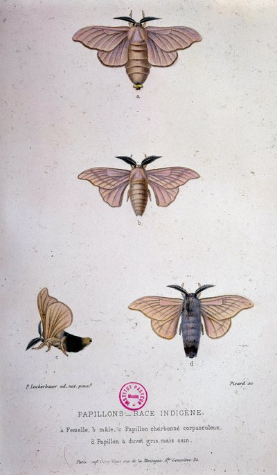 Motyle: choroba jedwabników — badanie Pasteura autorstwa Unknown artist