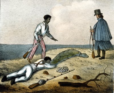 Łapanie jaj żółwi. Grawerowanie z XIX wieku. autorstwa Unknown artist
