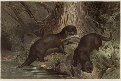 Chilijska wydra - Południowa wydra rzeczna, Lontra provocax - grawer z „Życia zwierząt Brehma” autorstwa Alfreda Edmunda Brehma (1829-1884) autorstwa Unknown artist