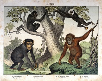 Szympansy, orangutan (orangutan, orang orang, orangutang)... - w „”Historia naturalna ssaków””, wyd. Schreiber, Monachium autorstwa Unknown artist