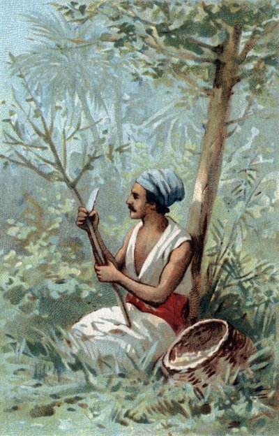 Skórka cynamonowa Cejlon. Chromolitografia z końca XIX wieku. autorstwa Unknown artist