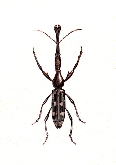 Coleoptera: Brenthus Temminchii autorstwa Unknown artist