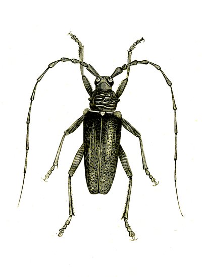 Coleoptera: Bohaterowie Cerambyxa autorstwa Unknown artist