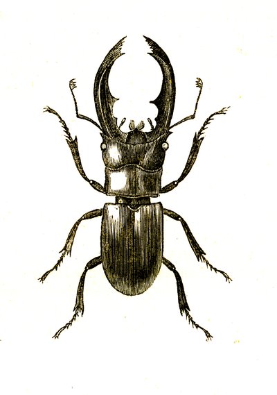 Coleoptera: Hexarthrius Buqueti lub Lucanus autorstwa Unknown artist