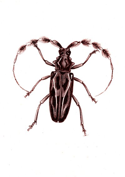 Coleoptera: Lophocerus barbatus autorstwa Unknown artist