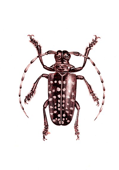 Coleoptera: Ophoptera Tolliipolish autorstwa Unknown artist