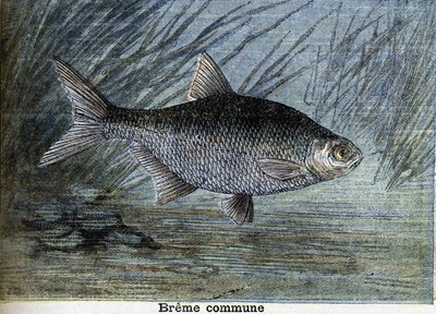 Wspólna Brema. Grawerowanie od 1897 autorstwa Unknown artist