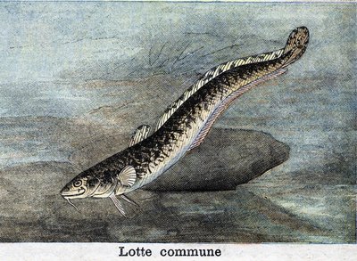 Wspólny grawer Lotte z 1898 r. autorstwa Unknown artist