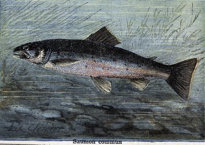 Łosoś zwyczajny. Grawerowanie od 1897 autorstwa Unknown artist