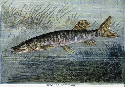 Szczupak zwyczajny. Grawerowanie od 1897 autorstwa Unknown artist