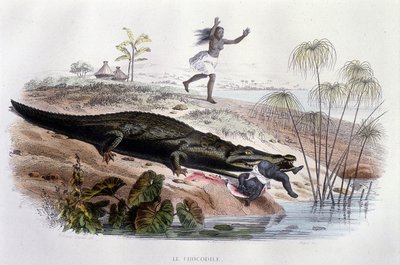 Krokodyl pożerający małe dziecko - w „Histoire Naturelle” Lacépède, wyd. Veurne, Paryż autorstwa Unknown artist