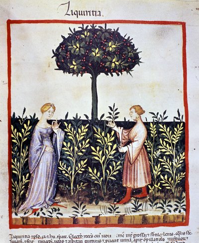 Uprawa rośliny leczniczej: zbieranie lukrecji (drewno lub korzeń). Oświetlenie z doju medycyny i dietetyki „”Tacuinum sanitatis”” autorstwa Unknown artist