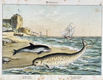 Delfin i narwal (lub narwal), walenie - w „Historii przyrodniczych ssaków”, wyd. Schreiber autorstwa Unknown artist