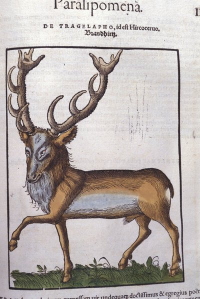 Jeleń wg Historia animalium Konrada Gesnera, Tiguri autorstwa Unknown artist
