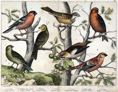 Diverses illustration of birds "History" natural birds". ed. Hoepli, Milan autorstwa Unknown Artist