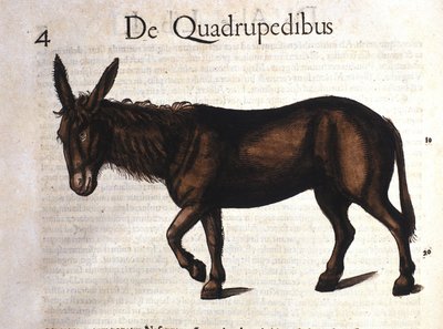Osioł z Historii Animalium Conrada Gesnera, Tiguri 1560 autorstwa Unknown artist