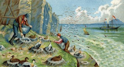 Produkcja puchu w New Zemble w Rosji: ludzie zajmujący się zbieraniem jaj i piór muszą wspinać się po skałach, aby dotrzeć do gniazd. Chromolitografia XIX wieku autorstwa Unknown artist