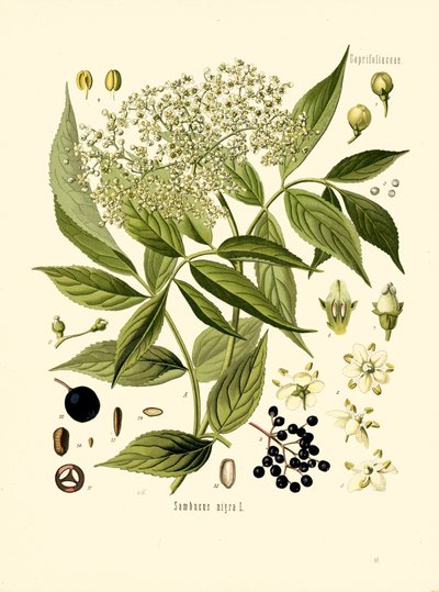 Elder Bore Tree (kolor lito) autorstwa Unknown artist