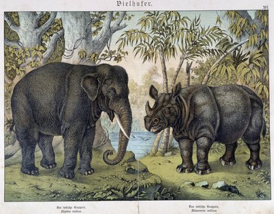 Słoń i nosorożca - w „Historii naturalnych ssaków”, wyd. Schreiber, Monachium autorstwa Unknown artist