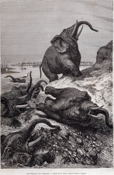 Słonie wspinają się na brzeg rzeki, w związku z wyprawą do Afryki Środkowej na zlecenie Sir Samuela White Bakera „Tour du monde” autorstwa Unknown artist