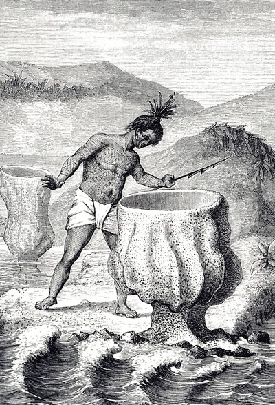 Rycina przedstawiająca odmianę gąbki zwanej Czarą Neptuna (Thalassema Neptune) autorstwa Unknown artist