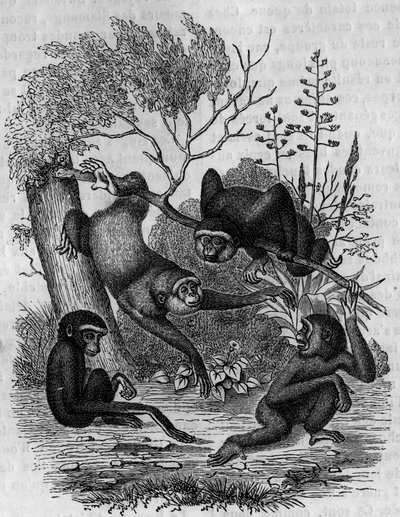 Grawerowanie przedstawiające Gibbons Hoolock z Indii. autorstwa Unknown artist