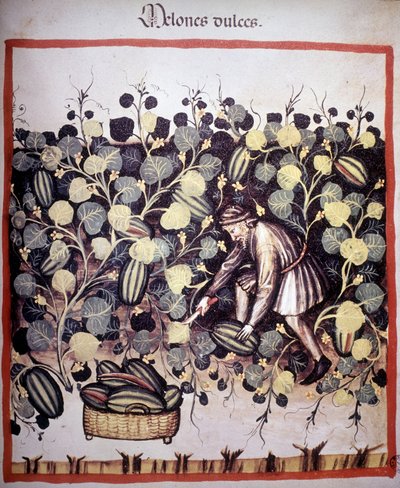 Grawer przedstawiający kolekcję melonów z „Tacuinum Sanitatis”. BN, Wiedeń. autorstwa Unknown artist