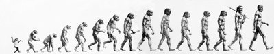 Ewolucja: Porównanie morfologii od małpy do współczesnego człowieka (różne hominidy). Grawerowanie końca XIX wieku. autorstwa Unknown artist