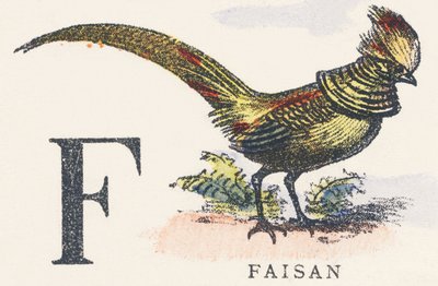 F: bażant autorstwa Unknown artist