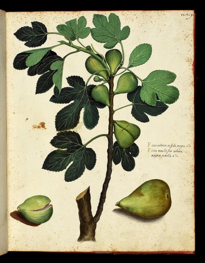 Gałąź figi i figi Tablica botaniczna zaczerpnięta z wyprawy Historii Naturalnej po owocach i warzywach. Zespoły Ulisse Aldrovandi, Bibl. Uniwersytet, wyd. 1603. autorstwa Unknown artist