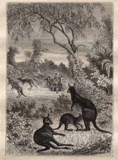 Pierwsza podróż (1768-1771) kapitana Jamesa Cooka (1728-1779): żeglarze odkrywają kangury (Australia) - ilustracja zaczerpnięta z „Wielkich marynarzy XVIII wieku” autorstwa Unknown artist