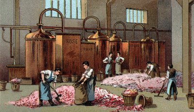 Destylarnia kwiatowa do produkcji benzyny i wody Kwiatów. Chromolitografia z końca XIX wieku autorstwa Unknown artist