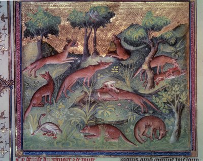 Drób polujący na lisy. Miniatura z rękopisu „Le livre de la chasse” (folio 34v) Gastona Phoebusa (1331-1391) dit Gaston III Comte De Foix autorstwa Unknown artist