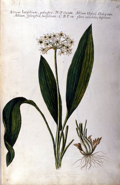 Czosnek. Zielnik z XIX wieku. autorstwa Unknown artist
