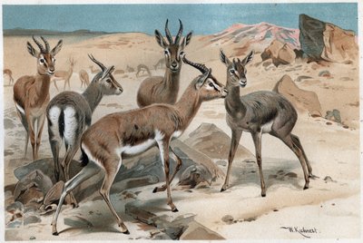 Gazela - grawer z „Życia zwierząt Brehma” Alfreda Edmunda Brehma (1829-1884) autorstwa Unknown artist